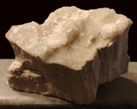 Petrified Wood Crystalized