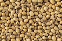 Non-GMO Soybean or Soya Bean Exporter 2