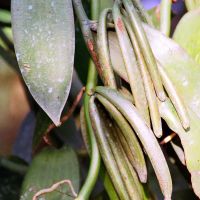 Indonesian Vanilla Beans (Vanilla Planifolia) Ã¢ï¿½ï¿½ Grade