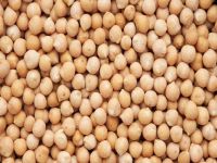 Ethiopian Export Grade Kabuli & Desi