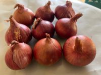 Onion seed 
