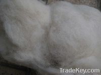 sheep wool