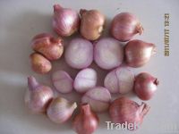 Fresh Shallot--Allium ascalonium -Allium cepa L.