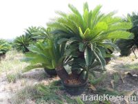 Cycas Revolute