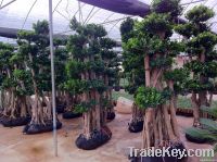 Ficus microcarpa, Multistam