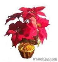 artificial Christmas flower