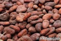 Organic Cocoa Beans