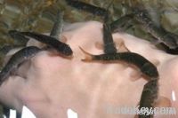 Skin Pore Cleaner--Garra Rufa Fish