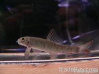 Original Garra Rufa Fish