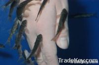 Doctor Fish Garra Rufa Fish