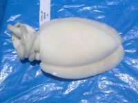 Cuttlefish, Squid, Tuna, Ribbon Fish, Croake, Mackerel, Sardines