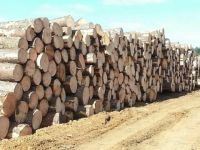 Pine Round logs from Brazil 