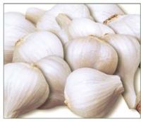 Garlic ("china Top Brand"