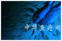 Doctor Fish, Massage Fish, Hotsping Fish, SPA Fish