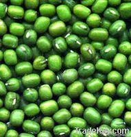 Green Mung Beans