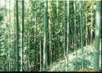 Bamboo