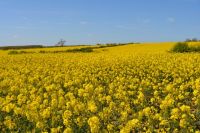 Rapeseed