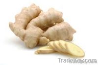 fresh ginger