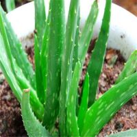 Aloe Extract