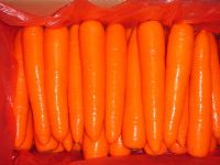 Fresh Carrots