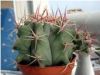Ferocactus Pilosus