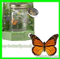 Butterfly in a jar