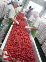 Turnkey Industrial Strawberry Juice Processing Line