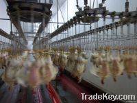 poultry slaughterhouse machine