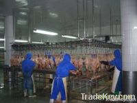 chicken slaughter line