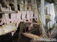 duck slaughter line, duck slaughterhouse machine equipment