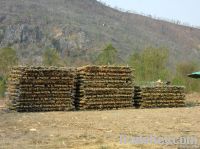 Bamboo raw material