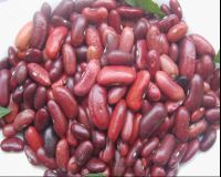 Dark red kidney bean