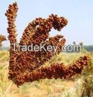 Finger Millet