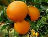 Fresh Fruits--navel Orange