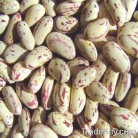 Light Speckled kidney bean