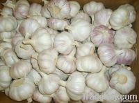 import normal white garlic and pure white garlic