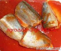 canned mackerel