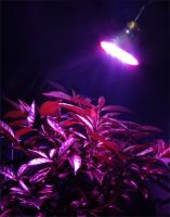 LED Grow Lights