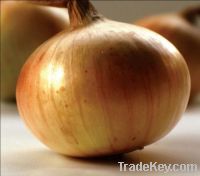 Onion Seeds