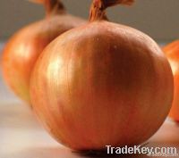 Onion Seeds