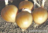 Onion Seeds