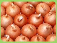 Light Red Onion