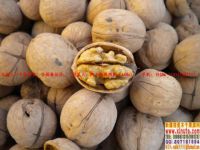 Walnut Kernels | Dried Fruits | Walnut Suppliers | Walnut Exporters | Walnut Manufacturers | Cheap Walnut | Wholesale Walnut | Discounted Walnut | Bulk Walnut | Walnut Buyer | Import Walnuts | Shelled Walnuts