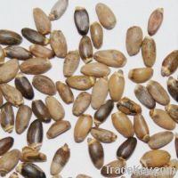 Milk thistle seeds