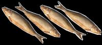 Smoking Herring