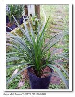 Orchid Bonsai Flower & Plant