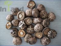 Shiitake Mushroom, Flower Shiitake