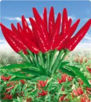 Uranus No.3 Red Pepper Seeds