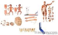 Equipments for Medical Education Application