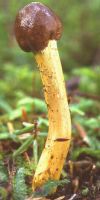 Cordyceps P.E